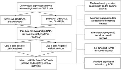 Construction of ceRNA Networks Associated With CD8 T Cells in Breast Cancer